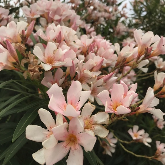 Meet your Posher, Taisa - Picture 1 of 1